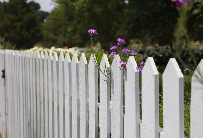 Picture of a white picket fence with a few small purple flowers coming over it.