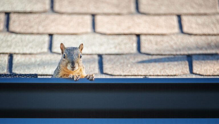 Squirrel in a residential gutter.